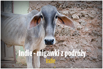 Indie - migawki z podróży
